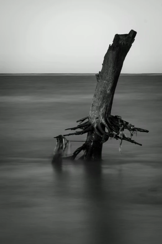 an image of an old tree stump standing in the water