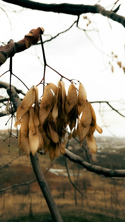 some food hanging from the nches of some trees