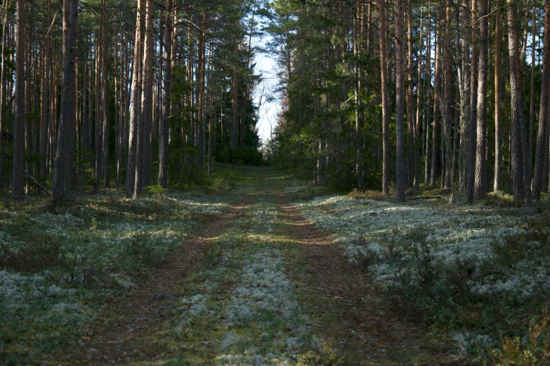 an empty dirt road runs through the pine trees