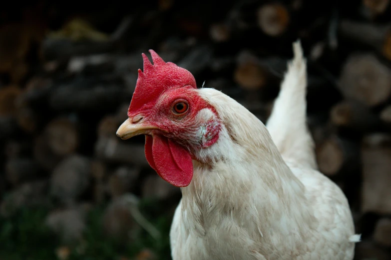 a close up view of a rooster near pile of wood