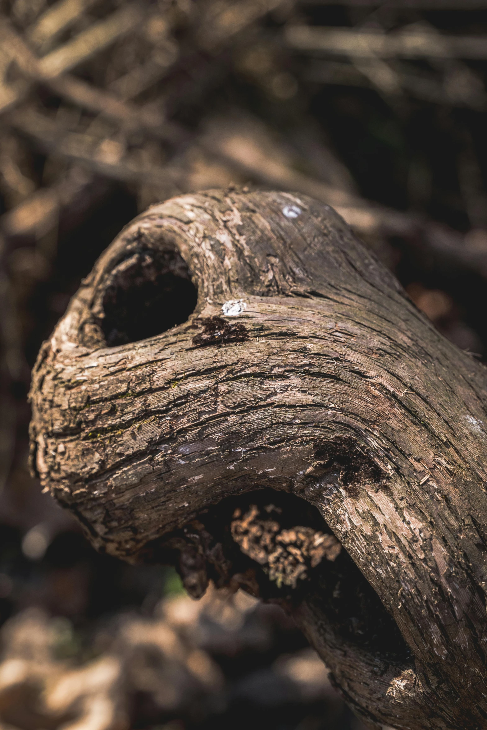 a close up po of a tree that has been twisted to the side