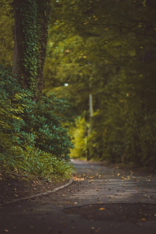 a single tree line by a trail on the side of the road