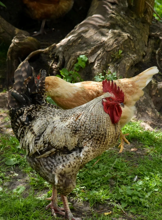 two chickens that are walking around in the grass