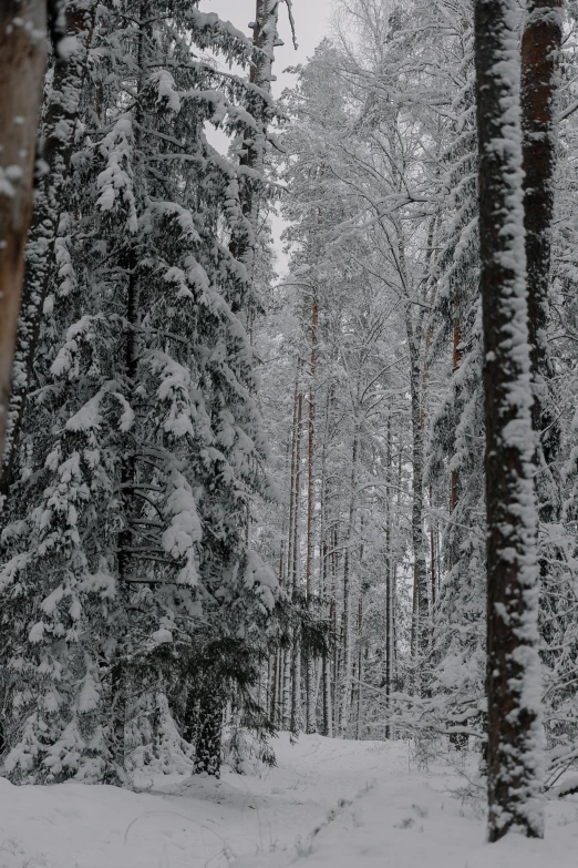 some people on skis in the snow and trees