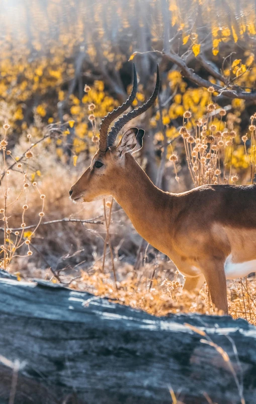 a deer is walking through a field near flowers