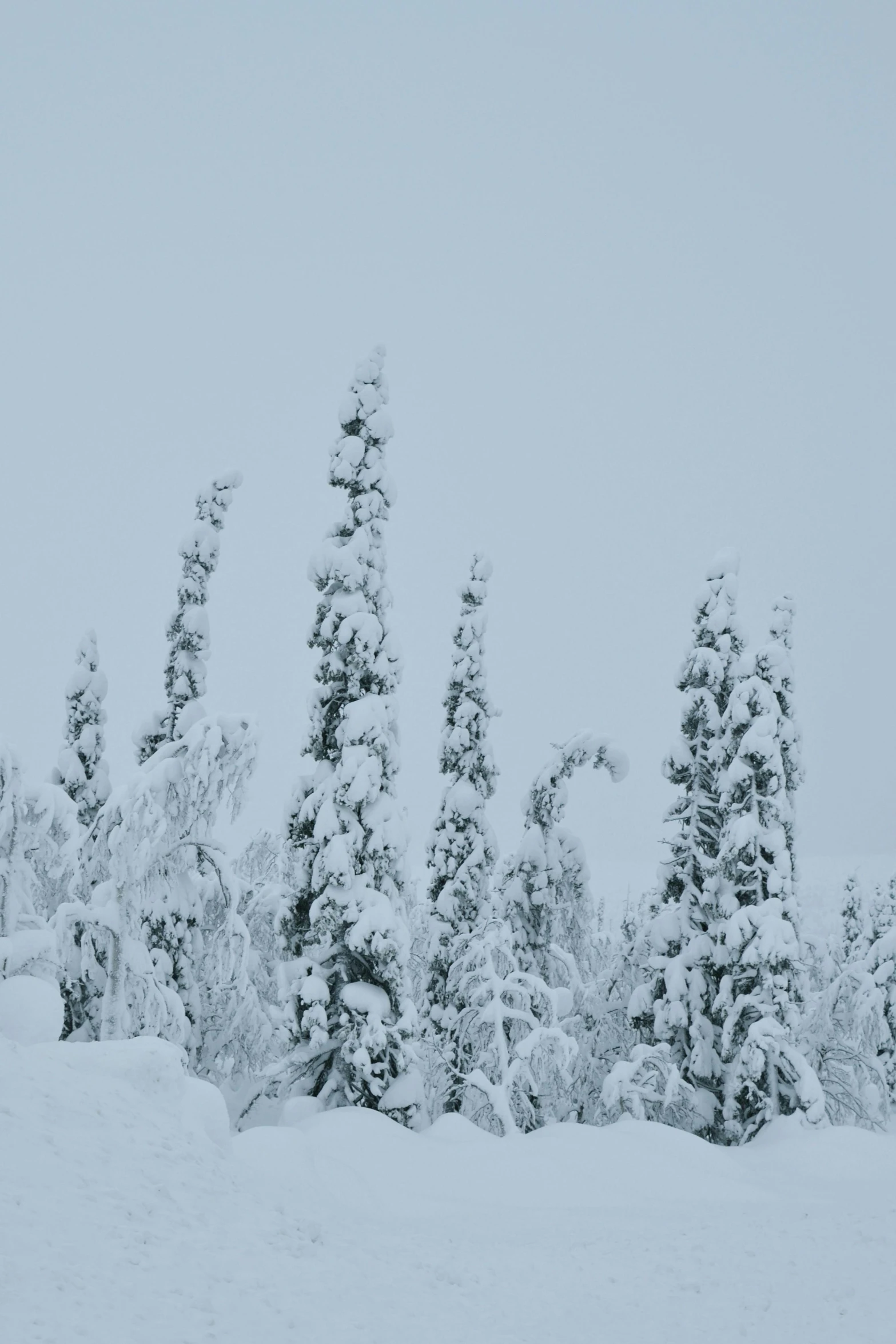 a person is standing on a snowboard near the trees