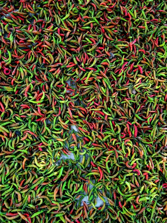 many peppers are spread out in the air