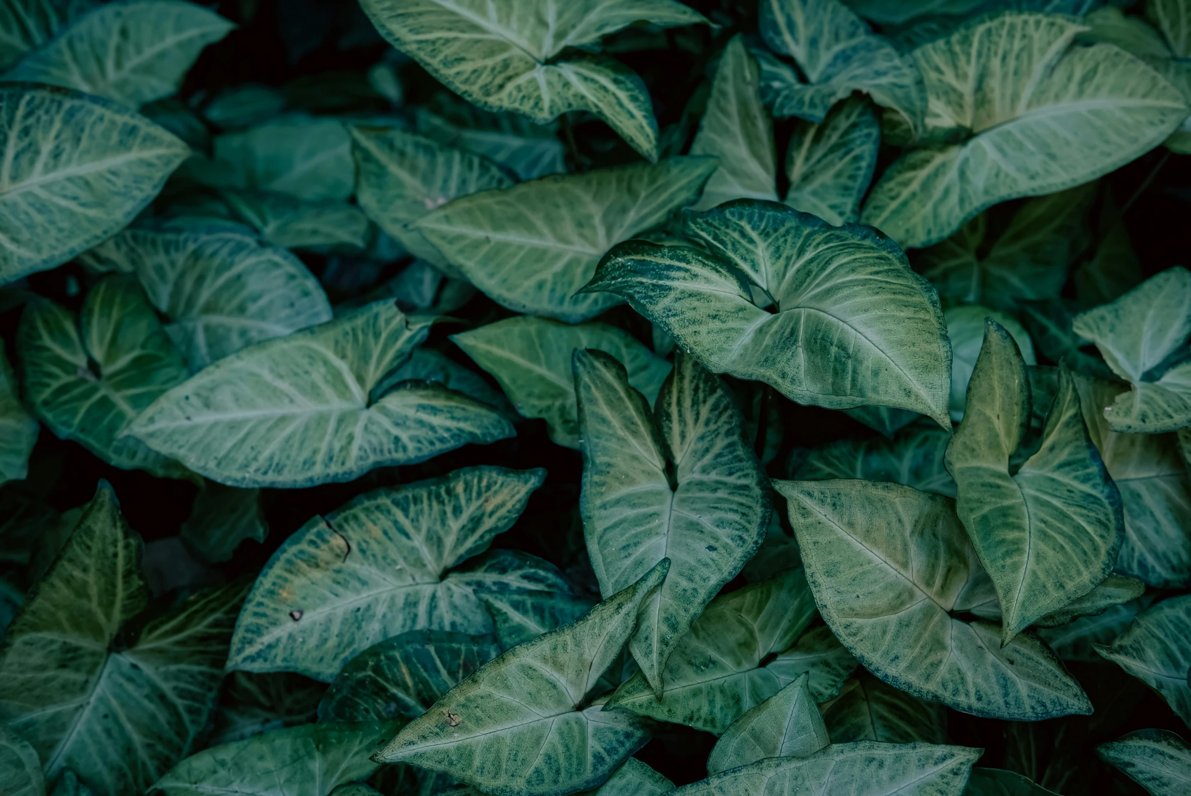 a po of green and white plants that are growing