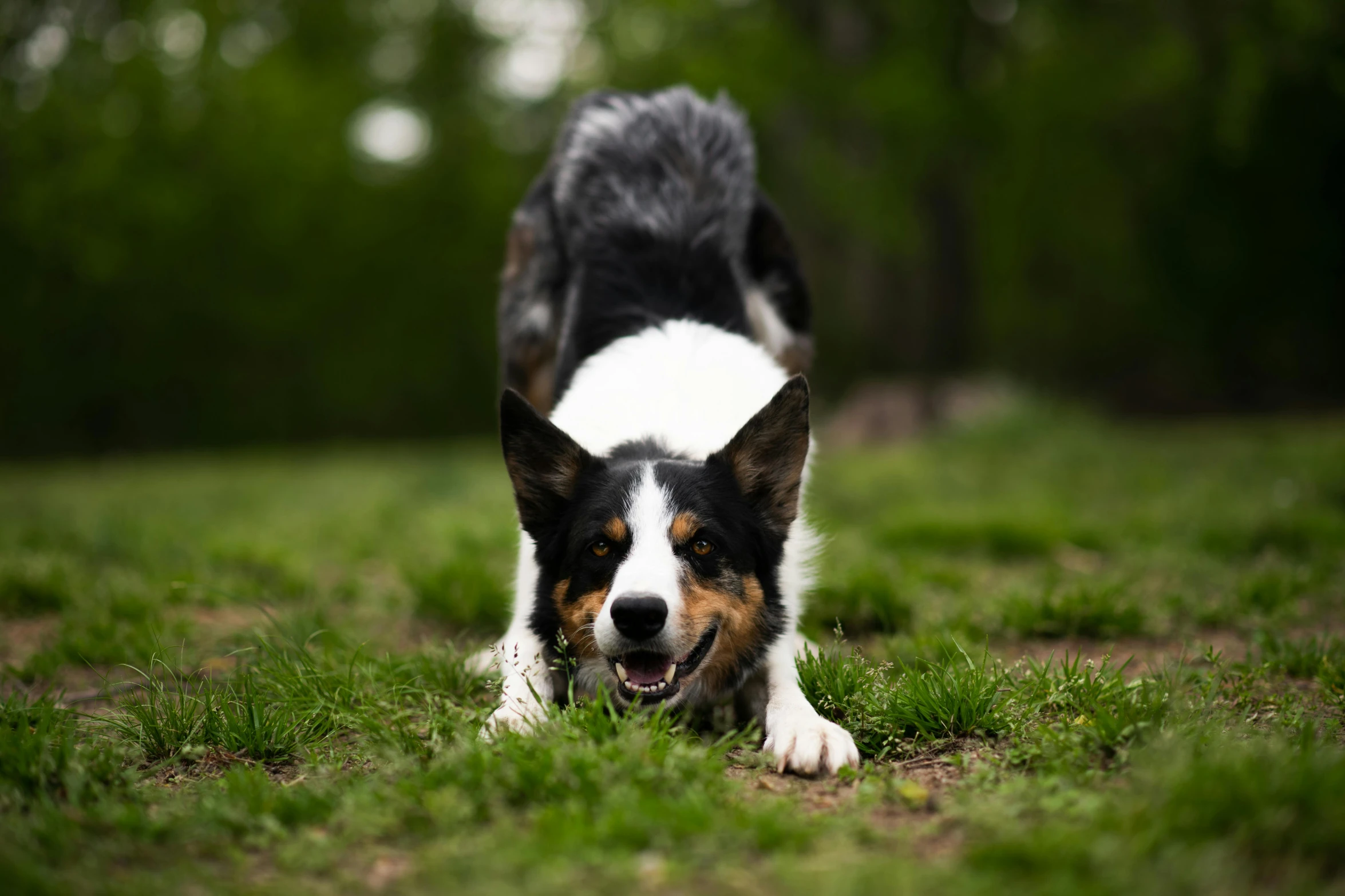 a dog is on the ground playing with frisbee