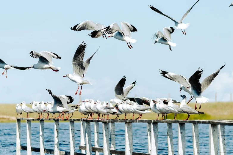 several seagulls are standing on a post while birds fly over the water