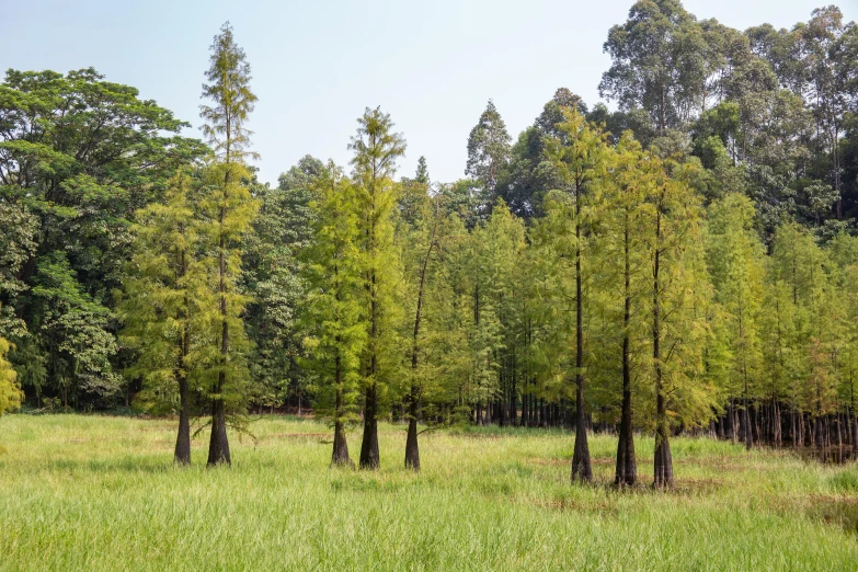 the tall tree line of a forest filled with green grass