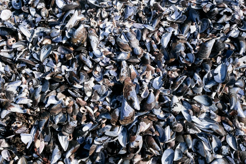 several silver pebbles are scattered in the sand