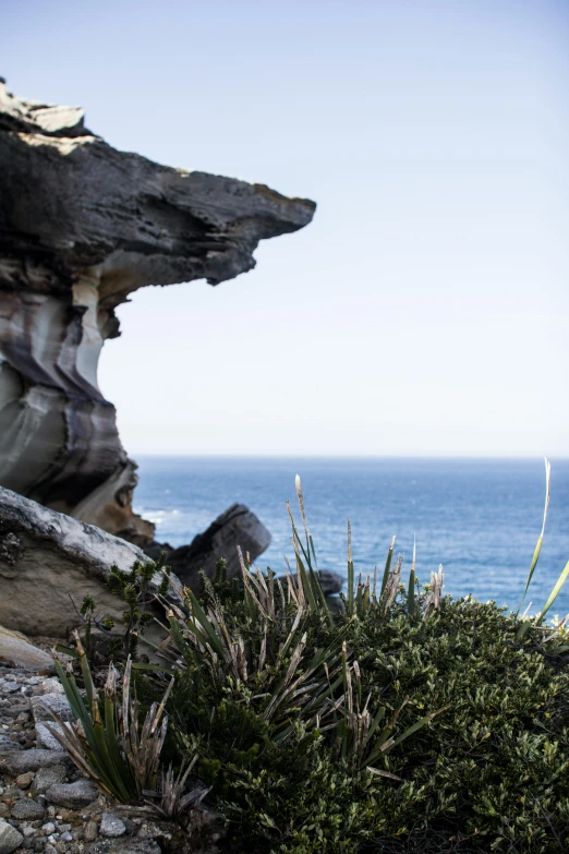 the view from an area of rock on the ocean and plants in front of it