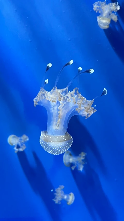 underwater pograph of a clear jelly with fish coming out of it