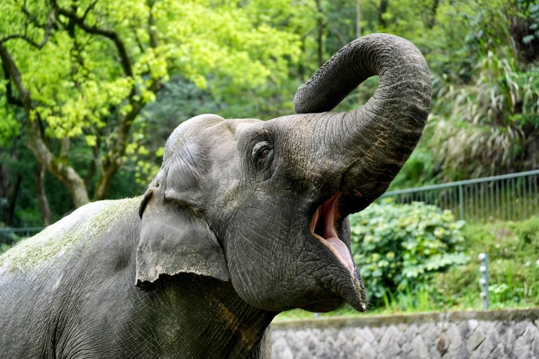 a elephant opens its mouth to check out soing in the distance