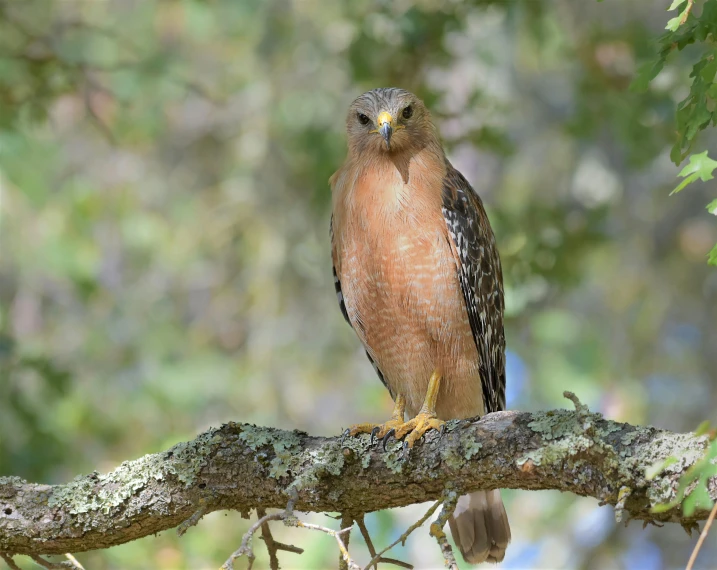 an owl is perched on the nch of a tree