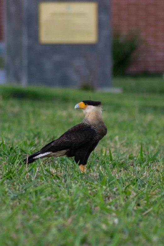 a bird with yellow bill standing on grass