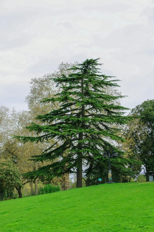 a single tree on a green field surrounded by other trees