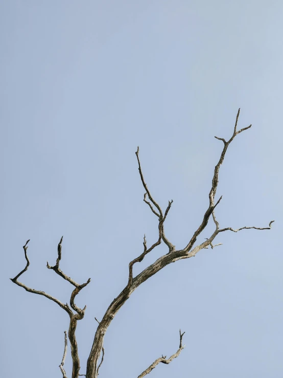 a bird sits high in a tree while a third bird stands below