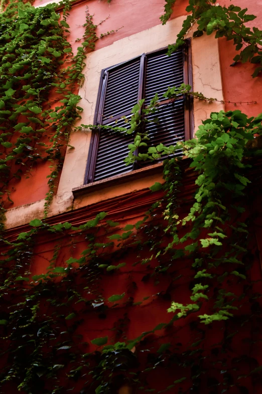 a window is in the middle of some leaves