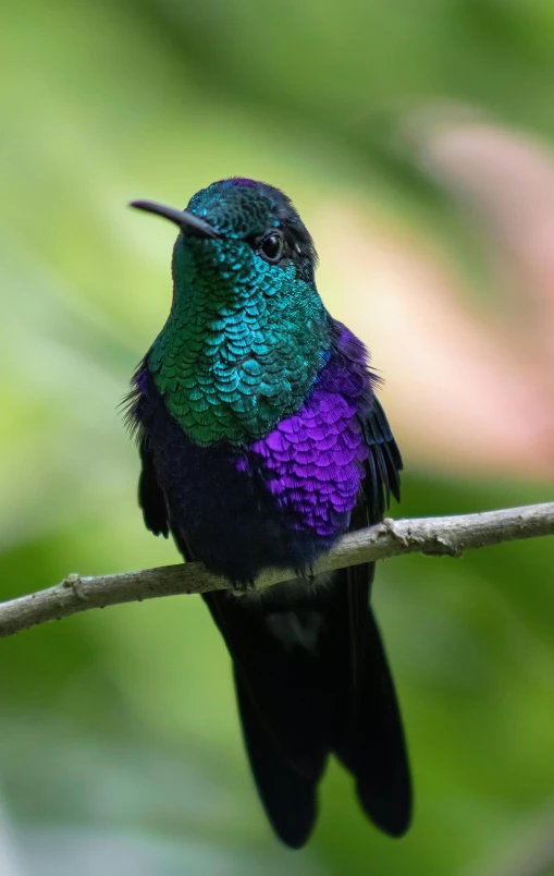 a purple and green hummingbird is perched on a nch