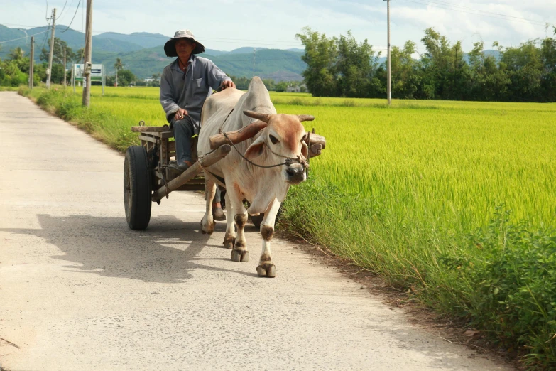 the man is pulling a cart behind his cows