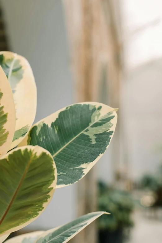 close up po of a plant's green leaves