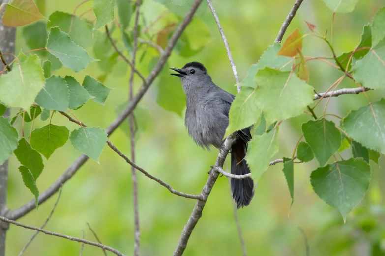 a small bird is perched on a tree nch