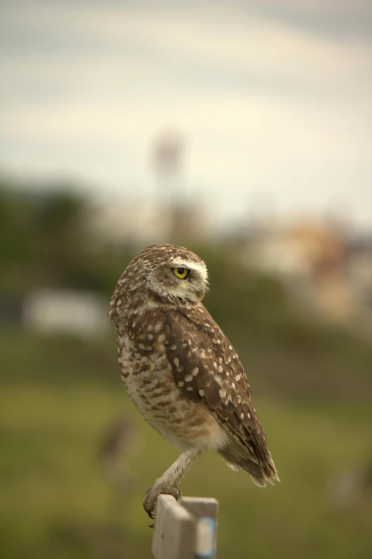 a small bird sitting on the armrests of a chair