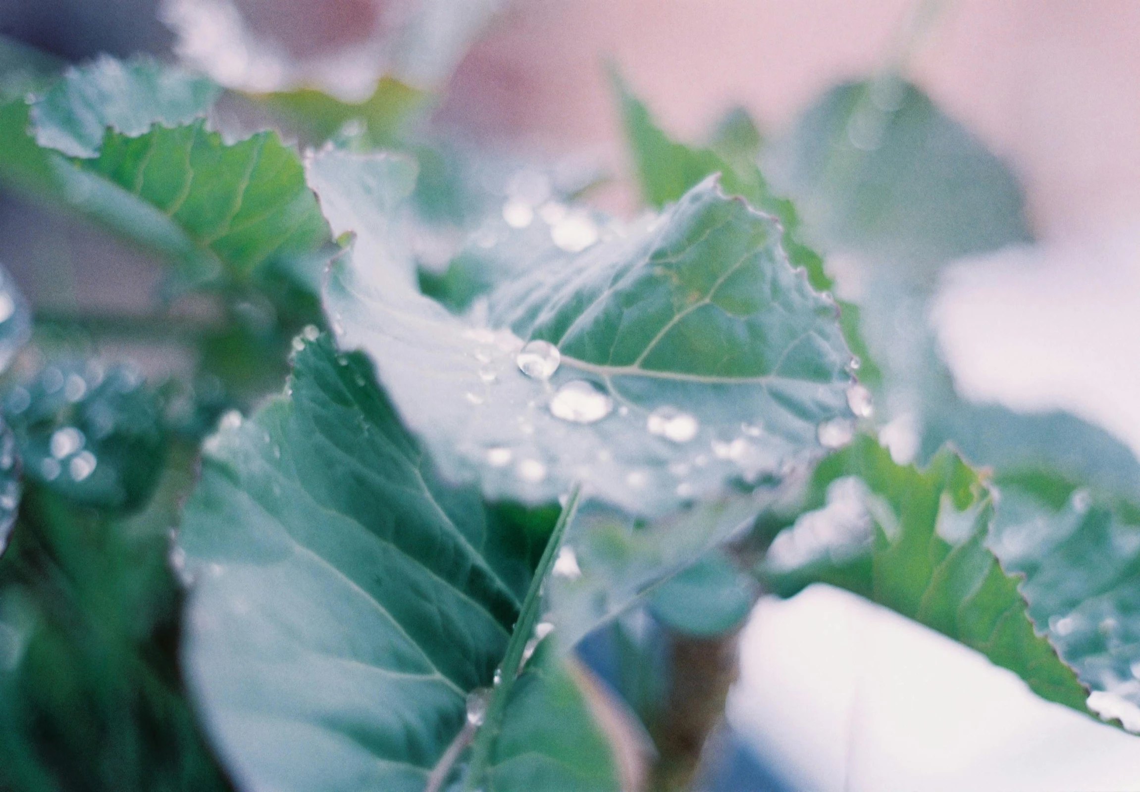 a green leaf with some water droplets on it