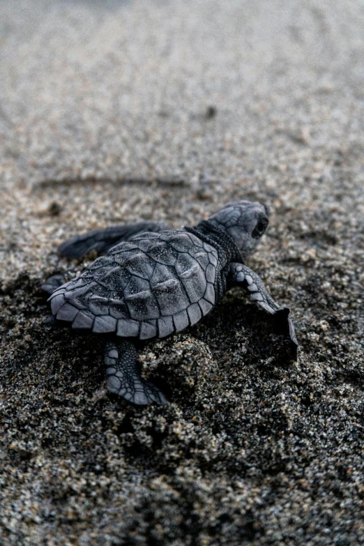 a baby turtle is swimming on the beach