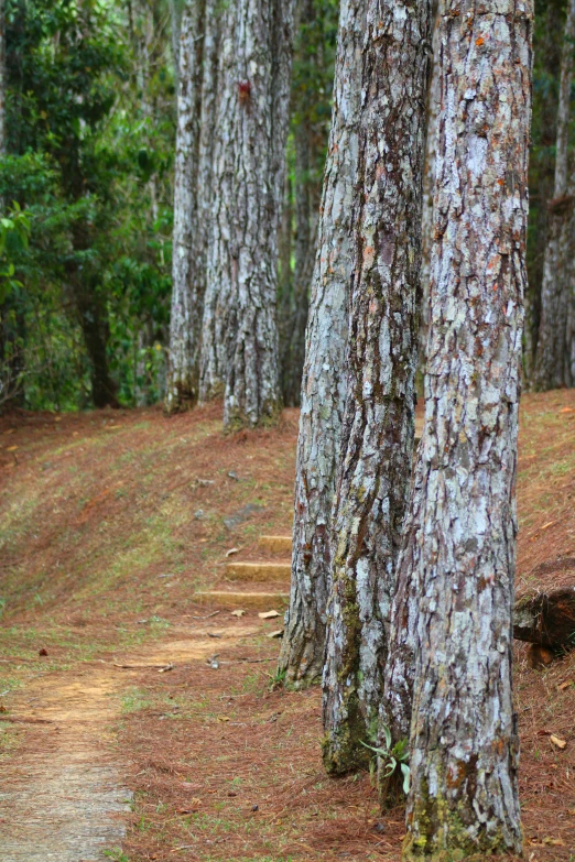 the trail through a group of pine trees