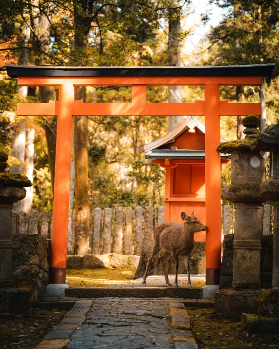 two deer walking under an orange gate in a park