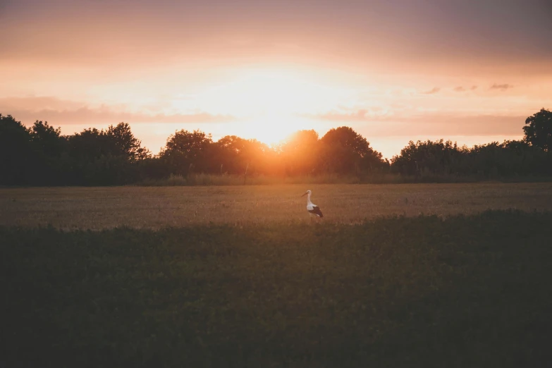 the sun rises behind some trees with a bird in it