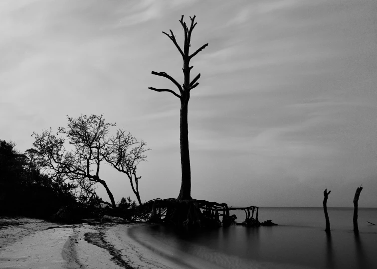 two trees with some kind of water beside it