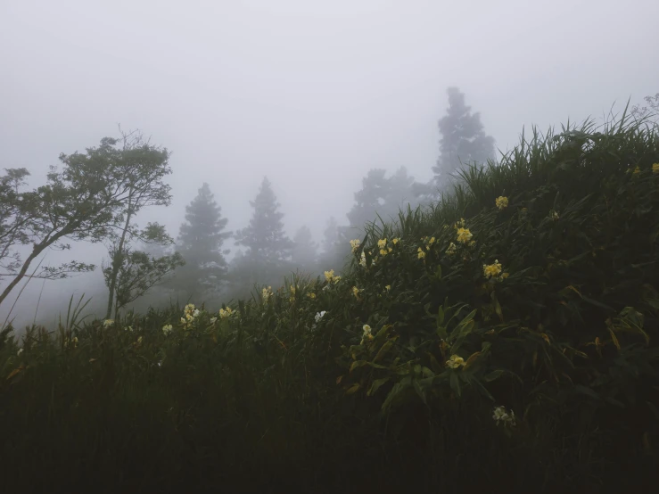 a foggy hillside covered in plants and flowers