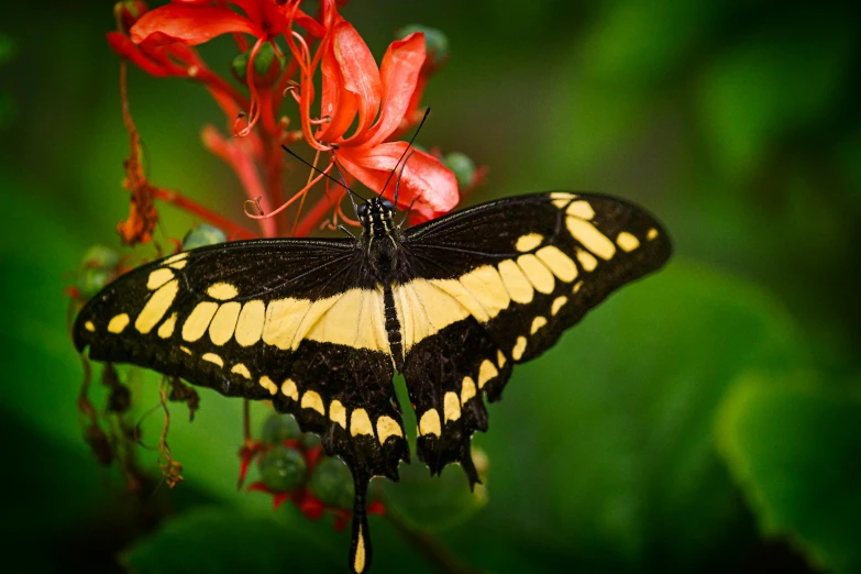 a yellow and black erfly is sitting on a red flower