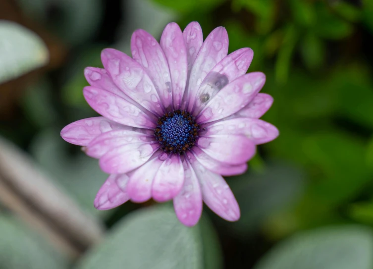 a close - up of a purple and white flower with green leaves in the background