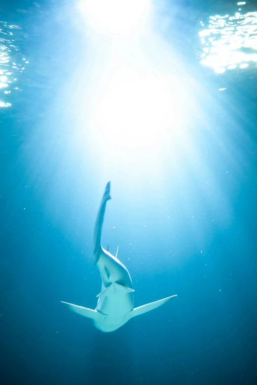 a large fish swimming underwater under the water