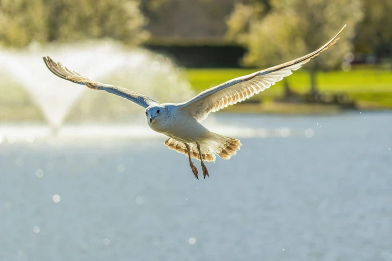 a bird is flying in front of the water