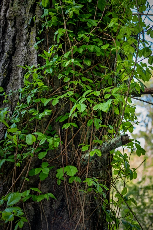 the bird is perched on the nch of a tree