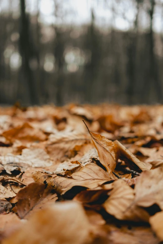 leaves are scattered on the ground in a forest