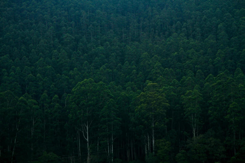 a lone bench sitting in front of some tall trees