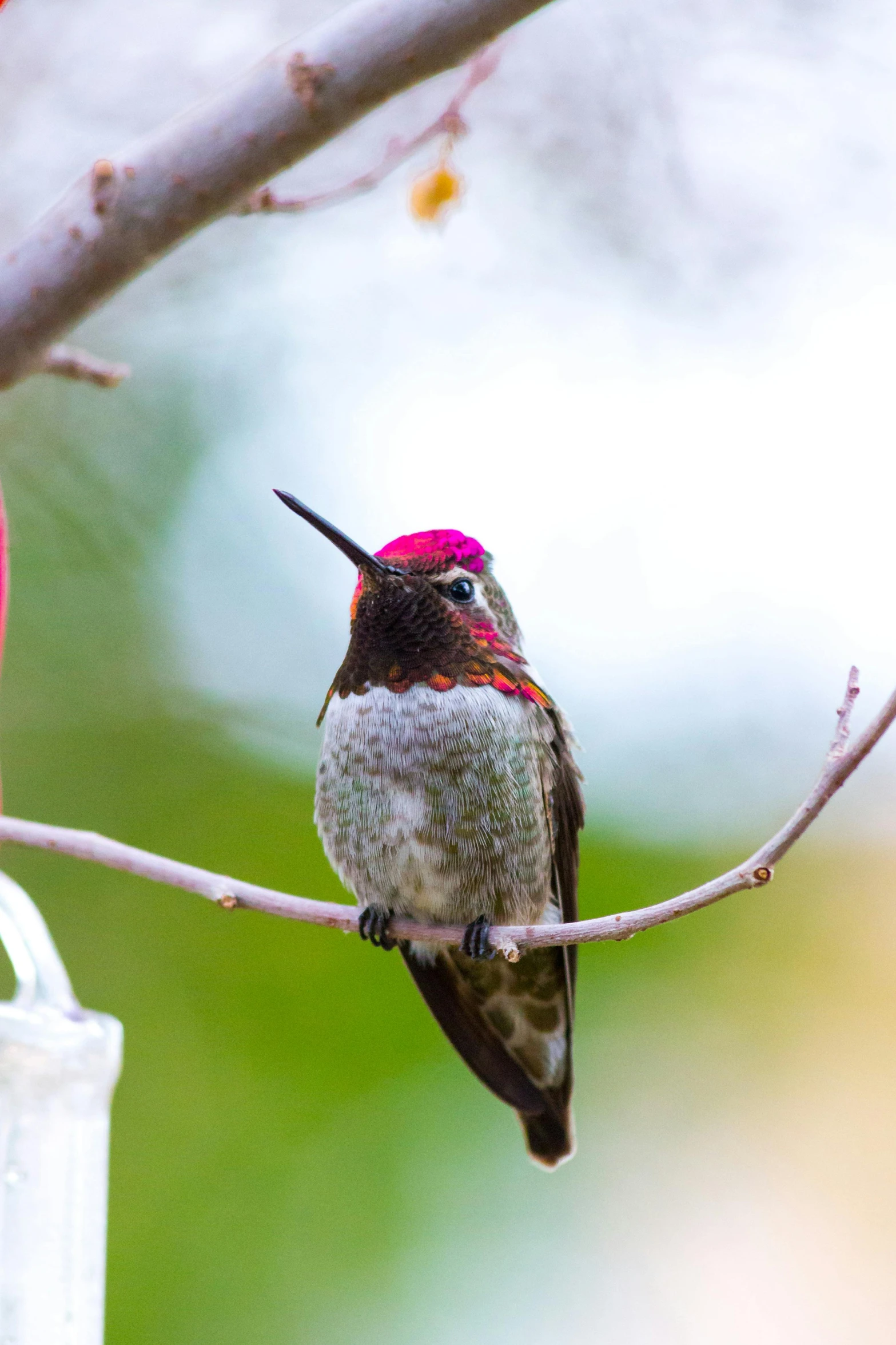 a hummingbird with its beak up perched on a nch