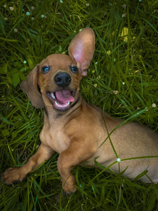 a dog with big blue eyes is lying in the grass