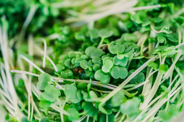 closeup of small green plants and grasses