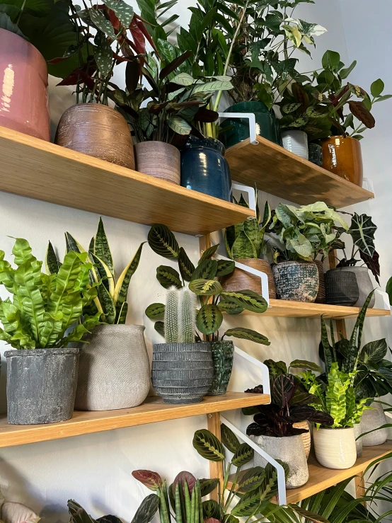 potted plants on wooden shelves with two sides open