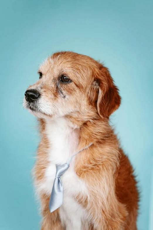 a small dog sitting up wearing a necktie