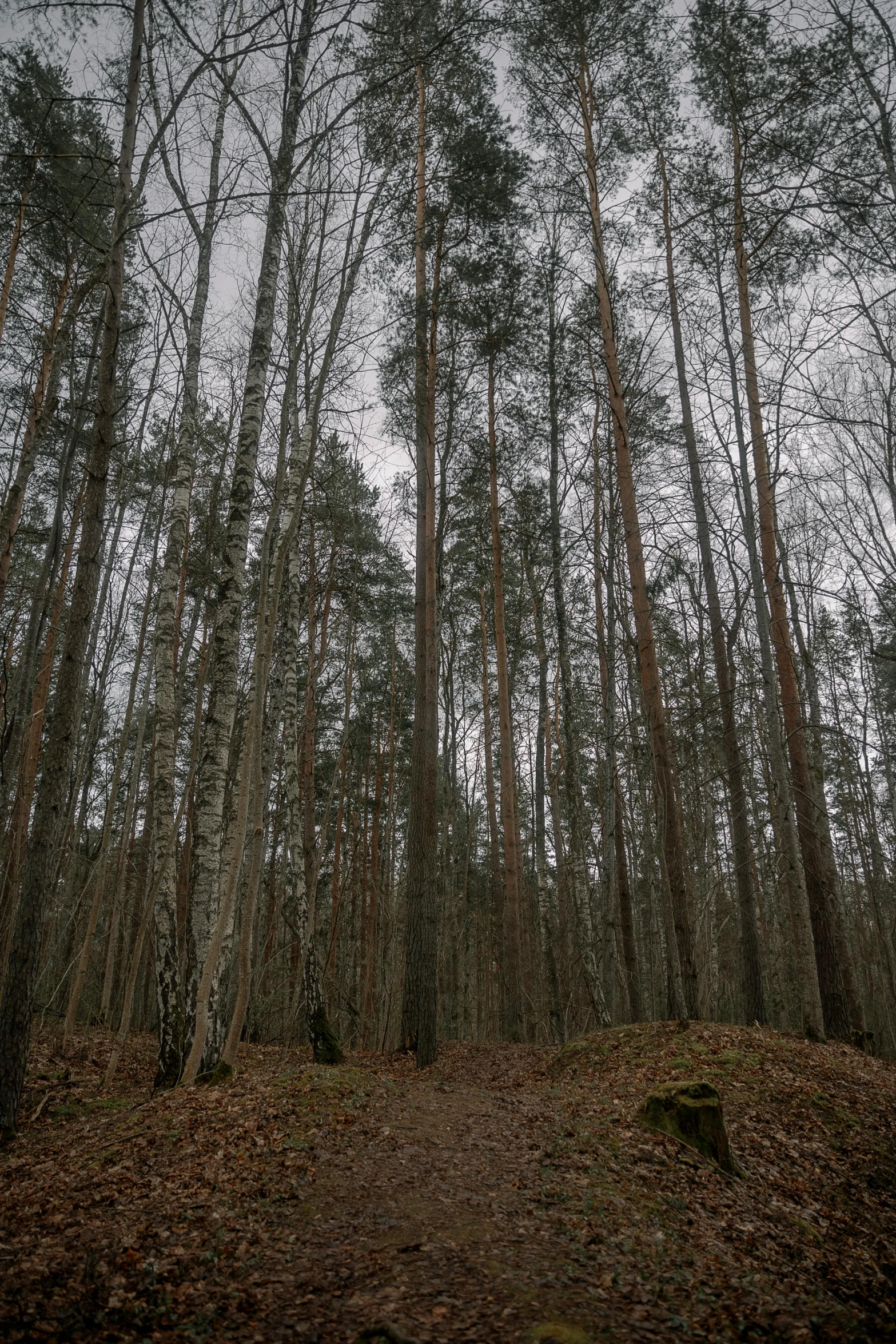 a path splits into trees in a forest