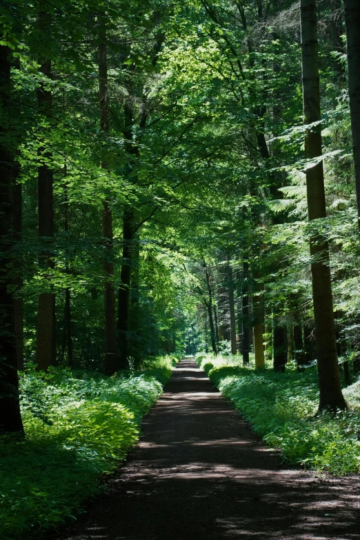 the trail goes through a heavily shaded wooded area